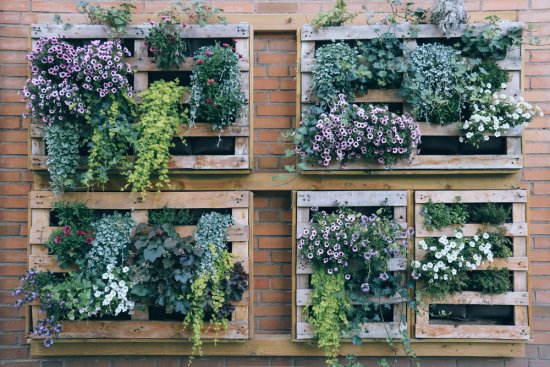 Vertikálna zelená stena poskytuje skvelú príležitosť k záhradničeniu aj tým, ktorí nebývajú v rodinnom dome. Pestovať na nej môžete dekoratívne kvety, bylinky a niektoré druhy zeleniny (šaláty, hrášok, jahody). Zdroj: lulu and isabelle, Shutterstock